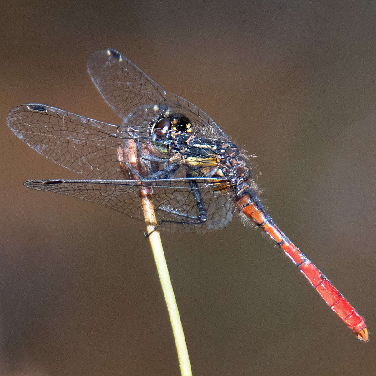 Image of Eastern Pygmyfly