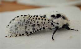 Image of leopard moth