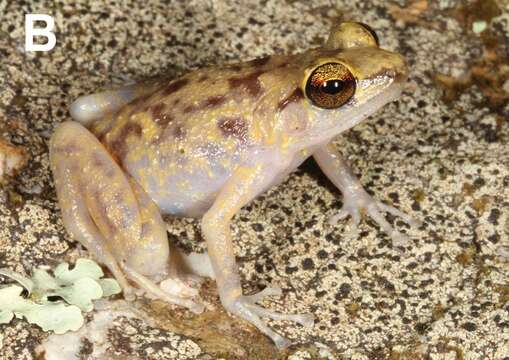 Image of Blotched boulder-frog