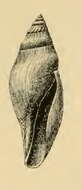 Image of Spergo glandiniformis (Dall 1895)