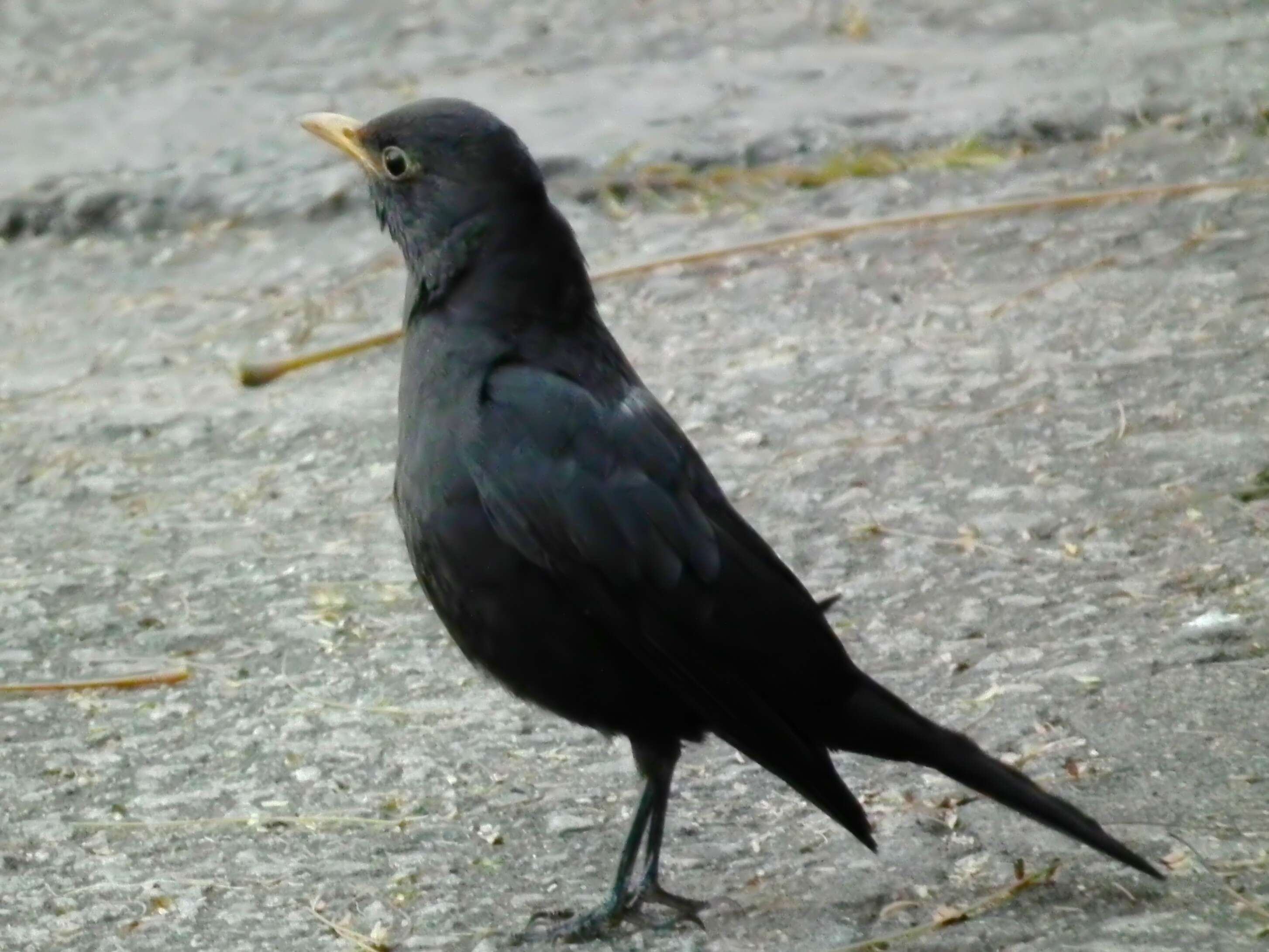 Image of Chinese Blackbird