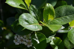 Image of Black Chokeberry