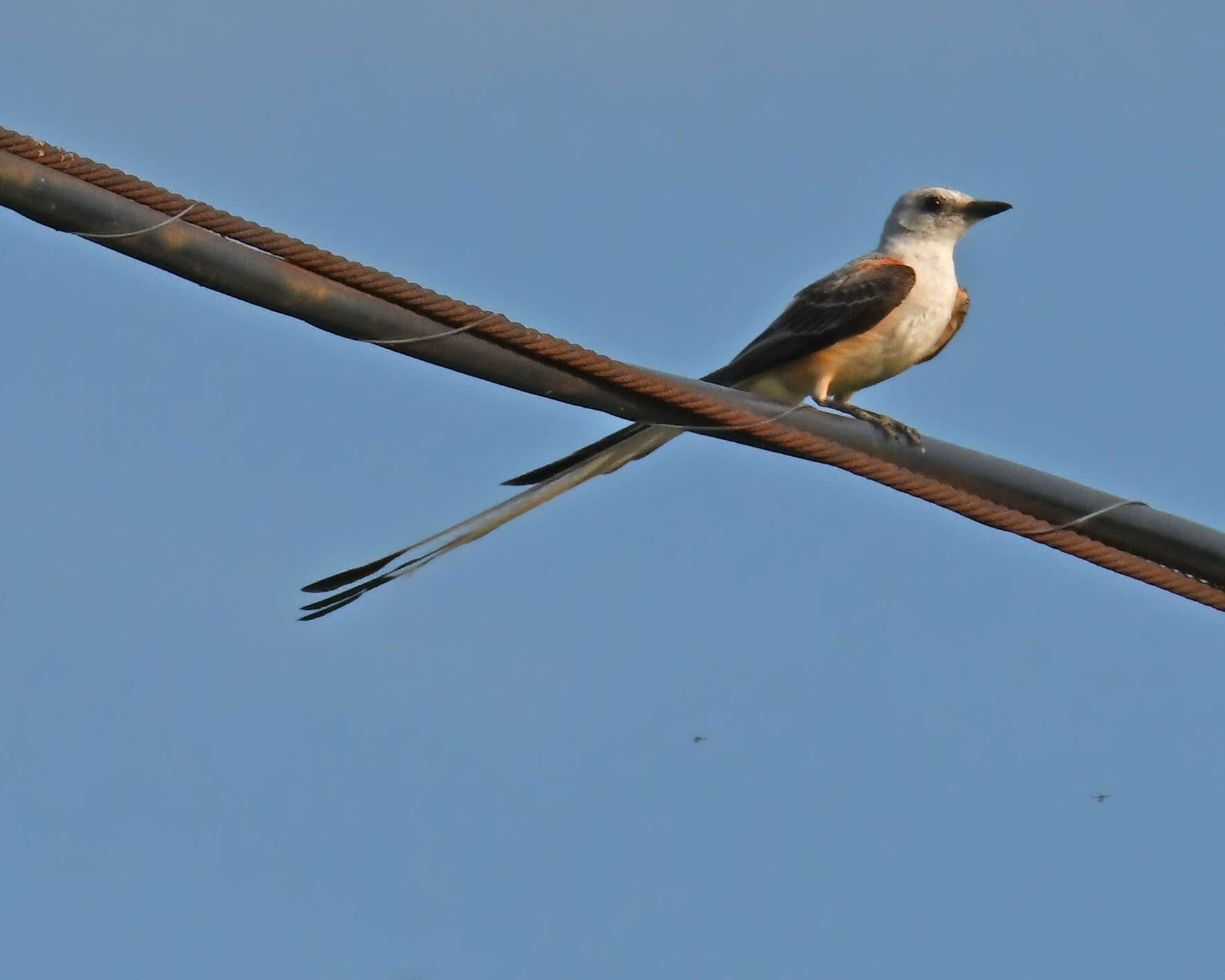 Слика од Tyrannus forficatus (Gmelin & JF 1789)