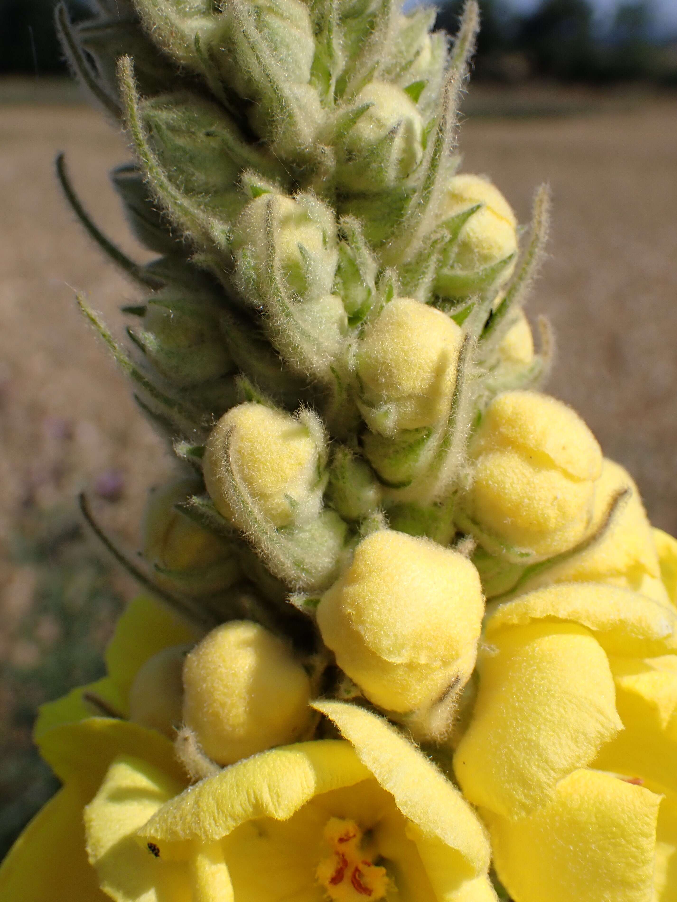 Image de faux bouillon blanc