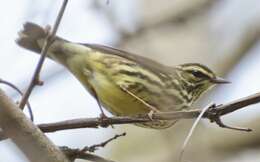 Image of Northern Waterthrush