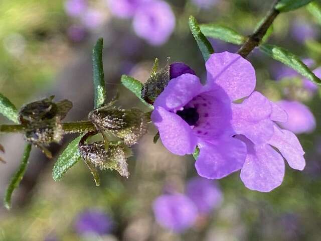 Image of Prostanthera howelliae Blakely