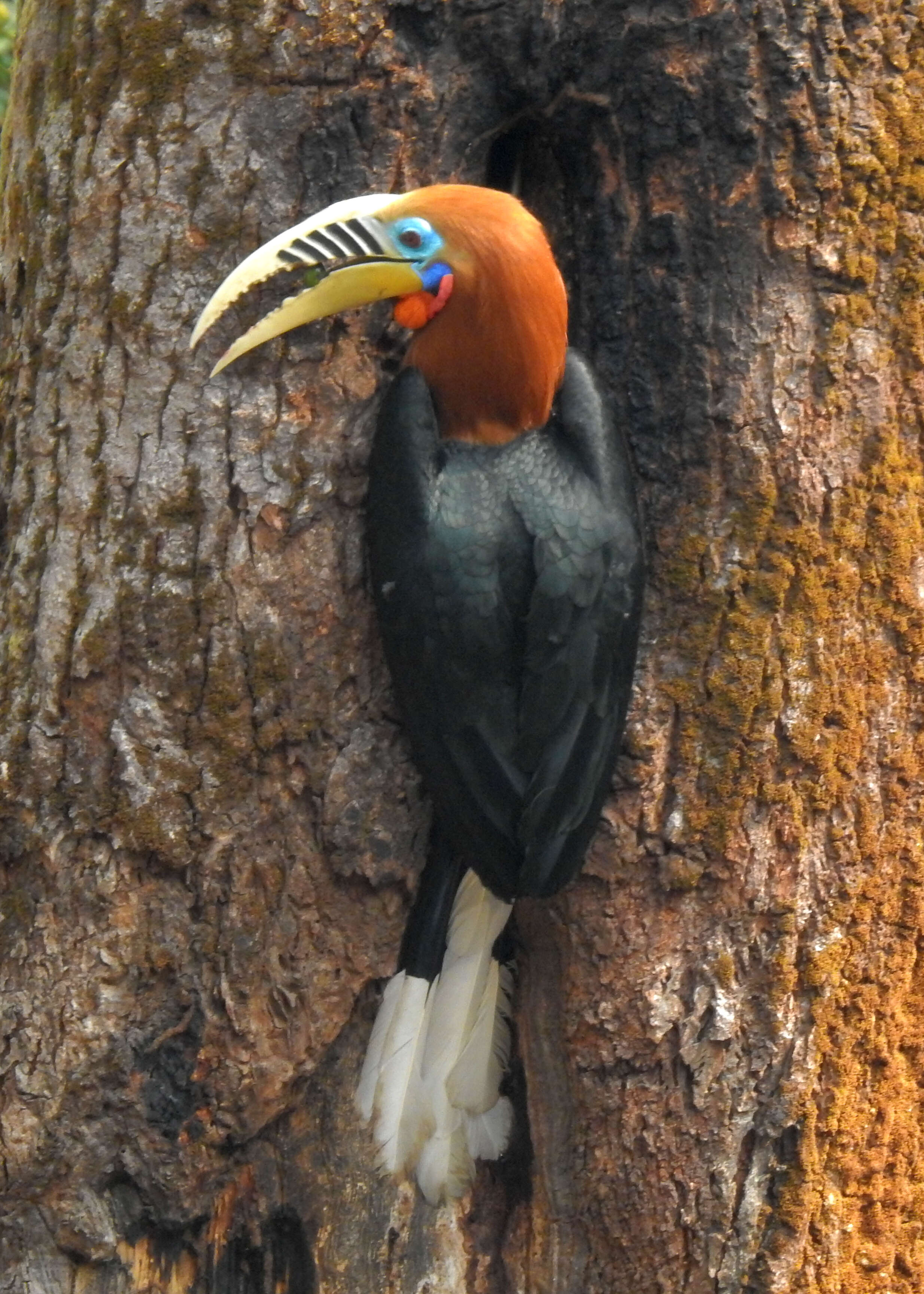 Image of Rufous-cheeked Hornbill