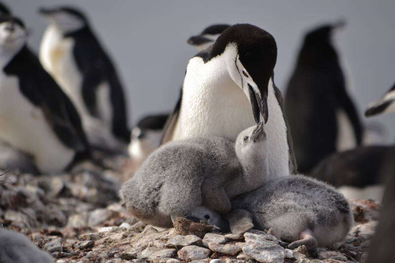 Image of Chinstrap Penguin