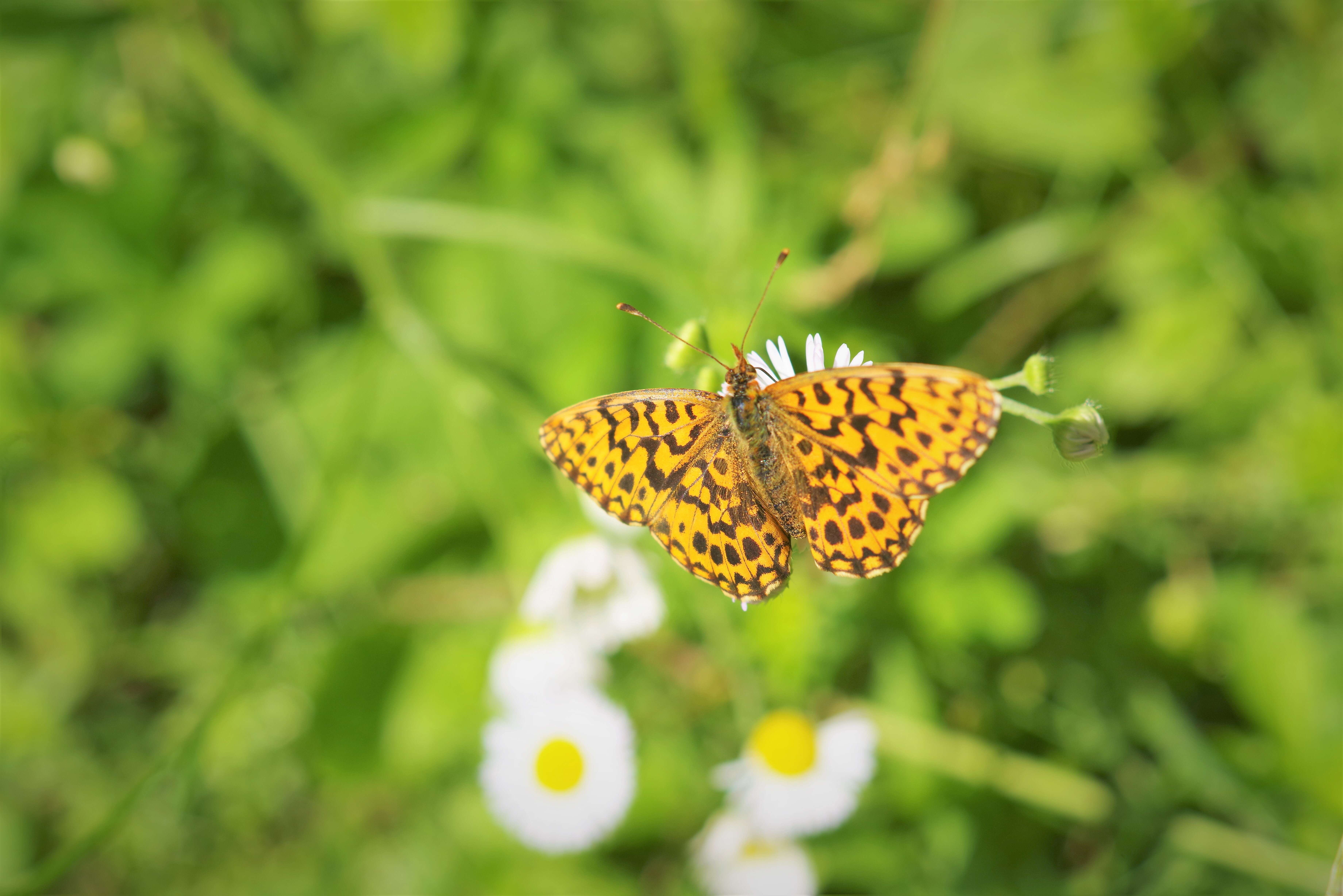 Image of Boloria dia