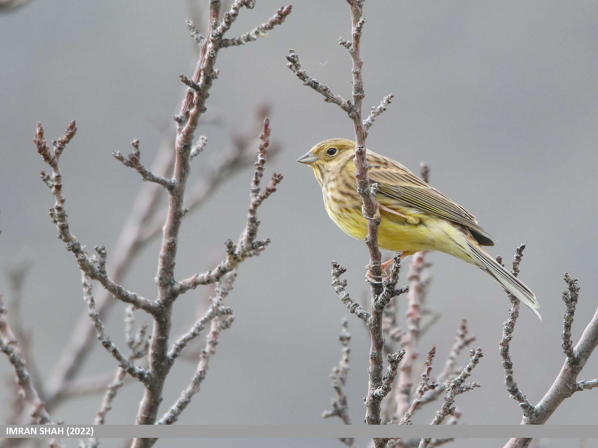 Image of Yellowhammer