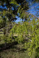 Image of Juniperus saxicola Britton & P. Wilson
