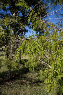 Image of Juniperus saxicola Britton & P. Wilson