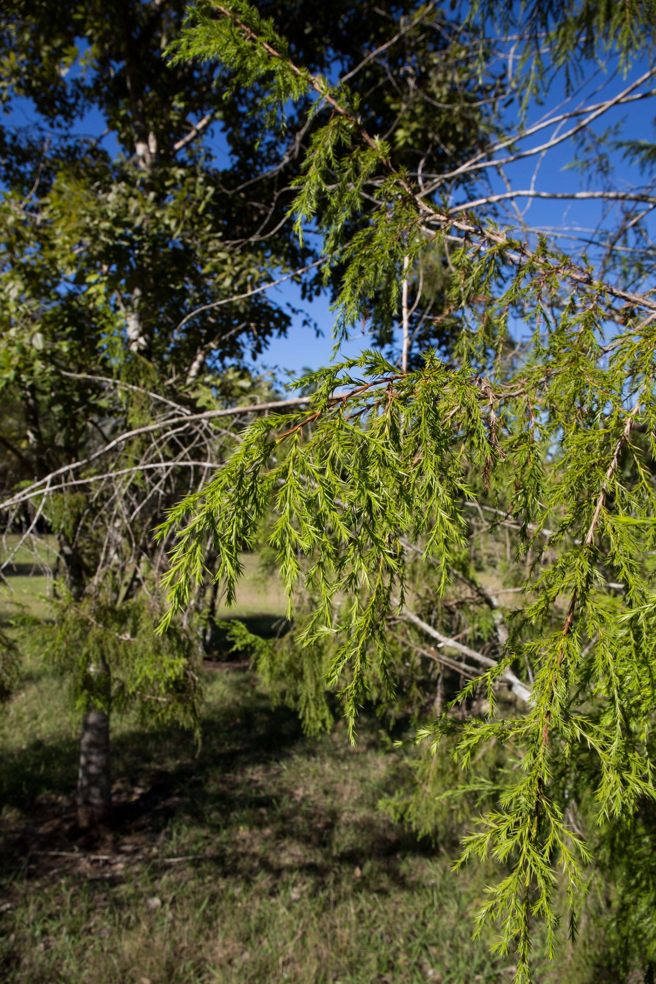 Image of Pico Turquino juniper