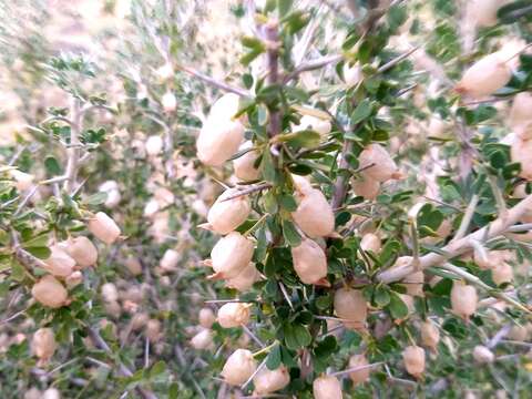 Image of Astragalus sarcocolla