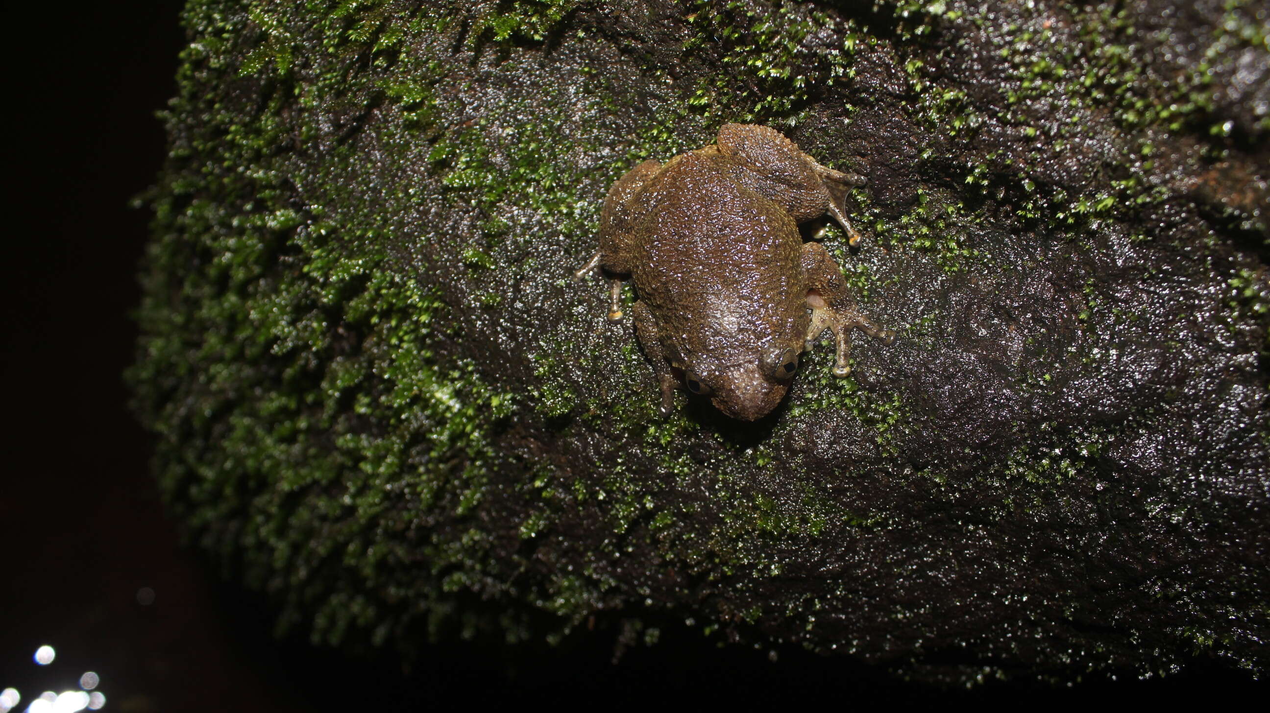 Image of Bombay night frog