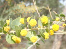 Image of Acacia sertiformis A. Cunn.
