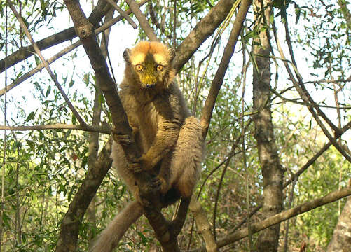 Слика од Eulemur rufus (Audebert 1799)