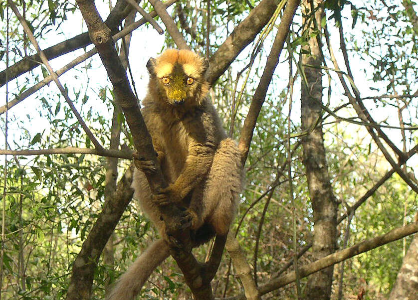 Image of Audebert's Brown Lemur