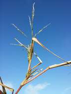 Image of fall panicgrass