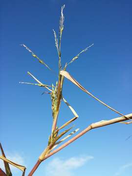 Panicum dichotomiflorum Michx. resmi