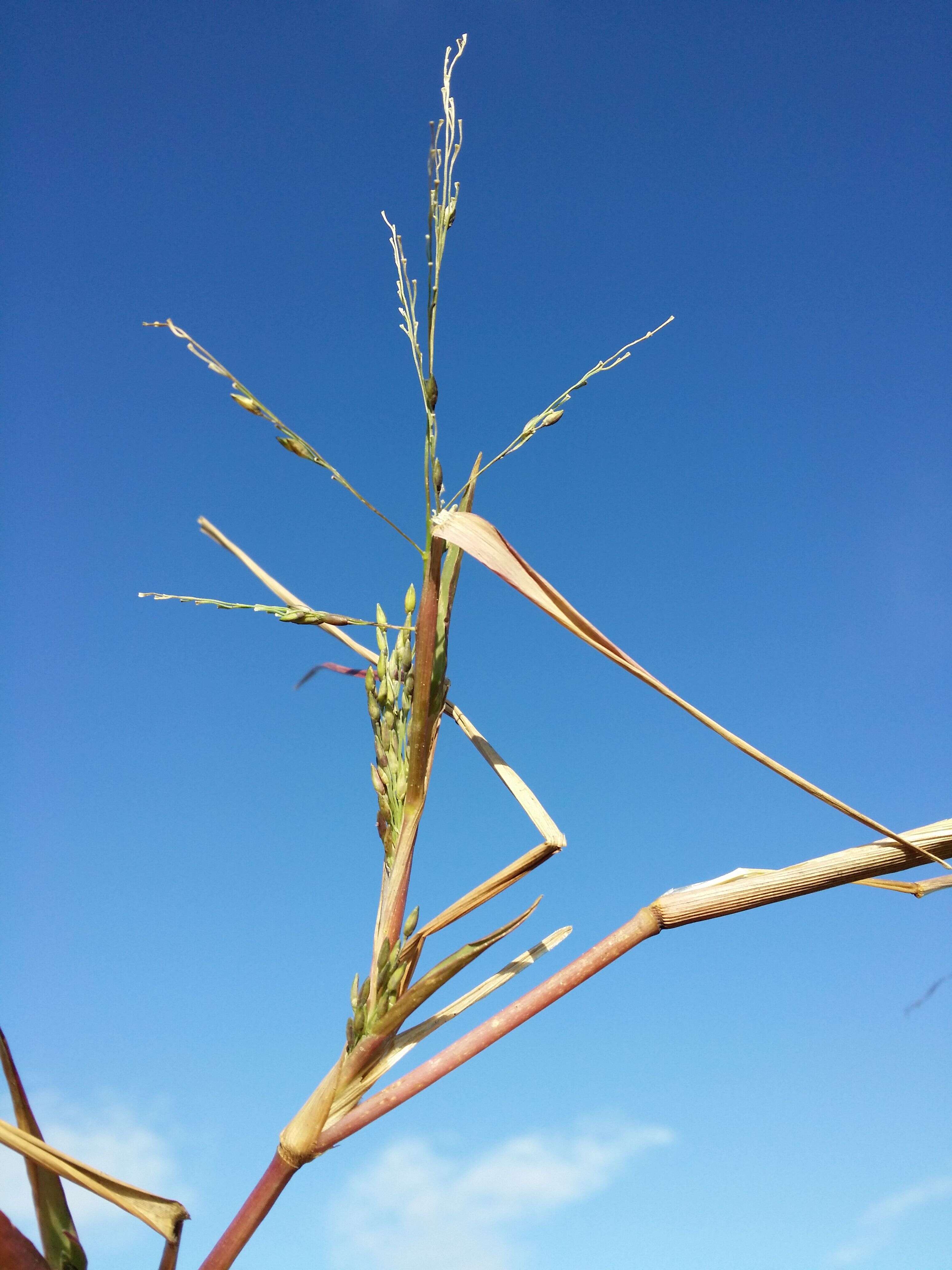 Imagem de Panicum dichotomiflorum Michx.