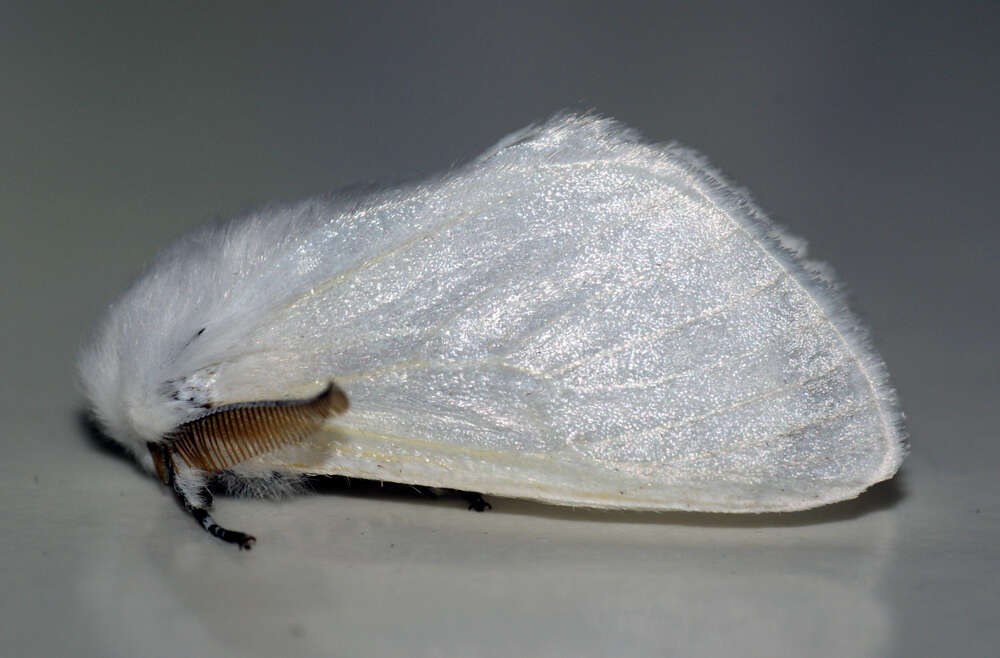 Image of White Satin Moth