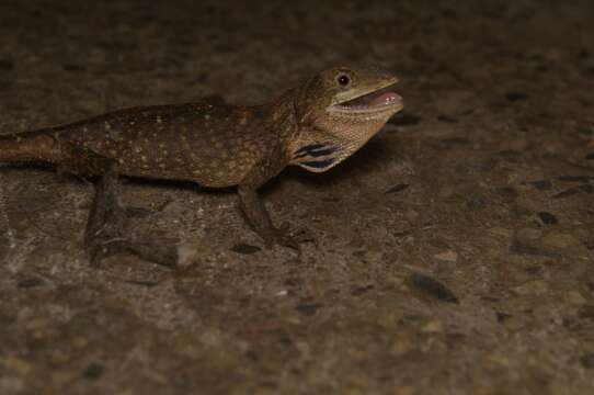 Image of Green Fan-throated lizard