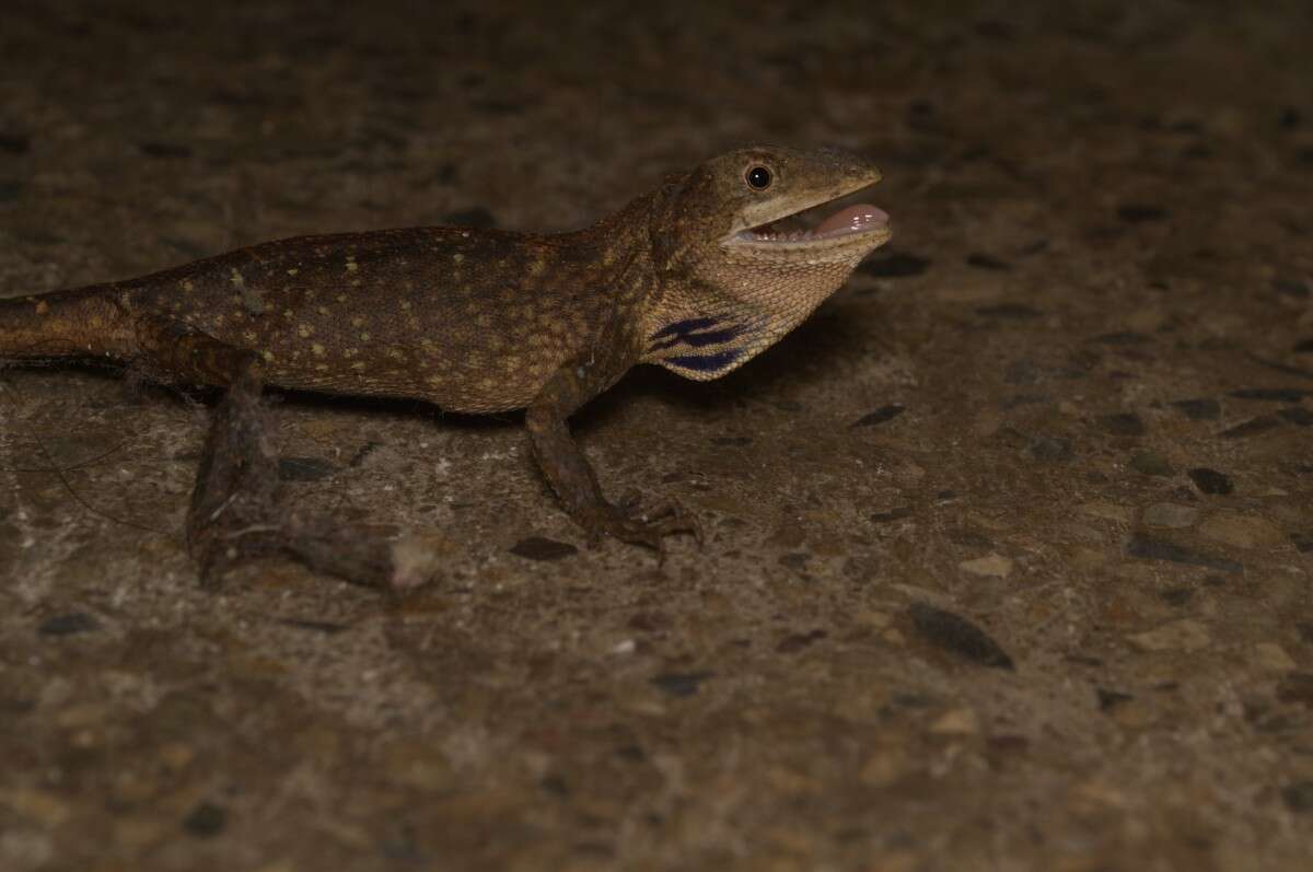 Image of Green Fan-throated lizard