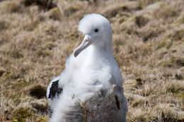 Image of Amsterdam Albatross