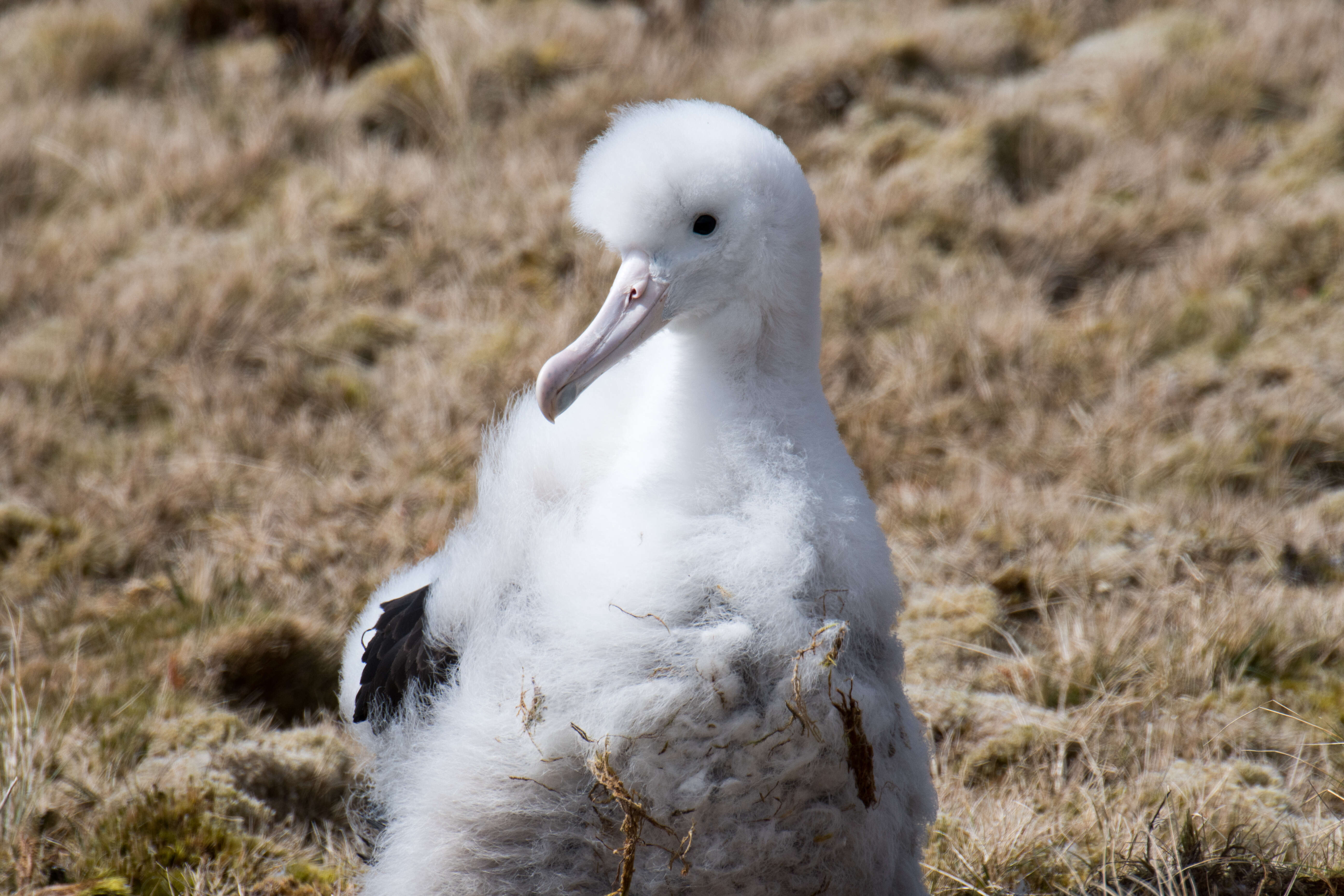 Amsterdam albatrosu resmi