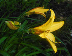 Image of Dumortier's daylily