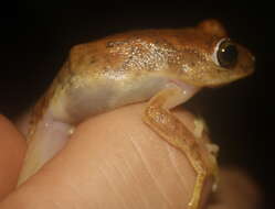 Image of Nimba Reed Frog