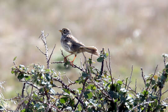 Image of Corn Bunting