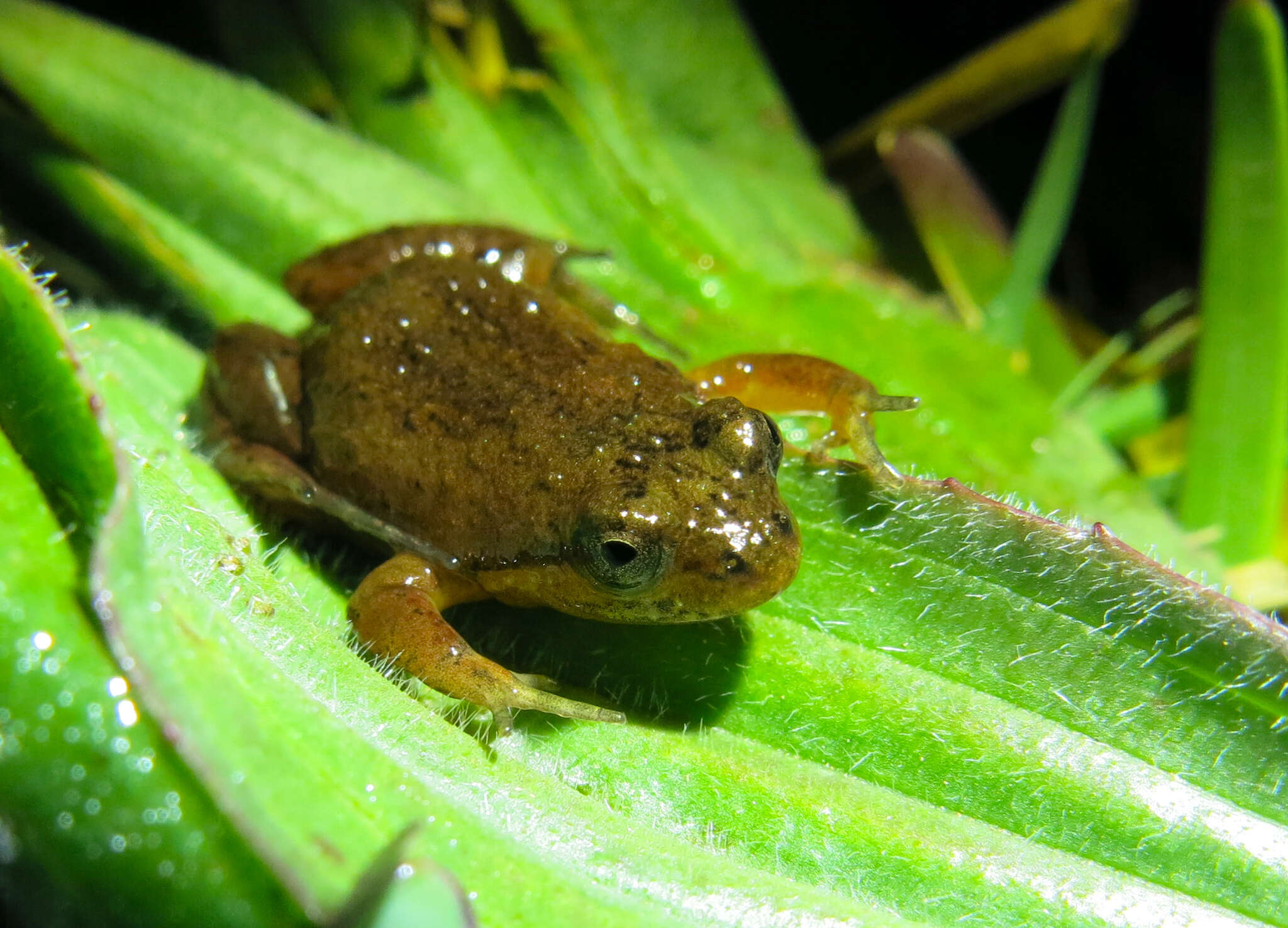 Image of Cape Flats Frog