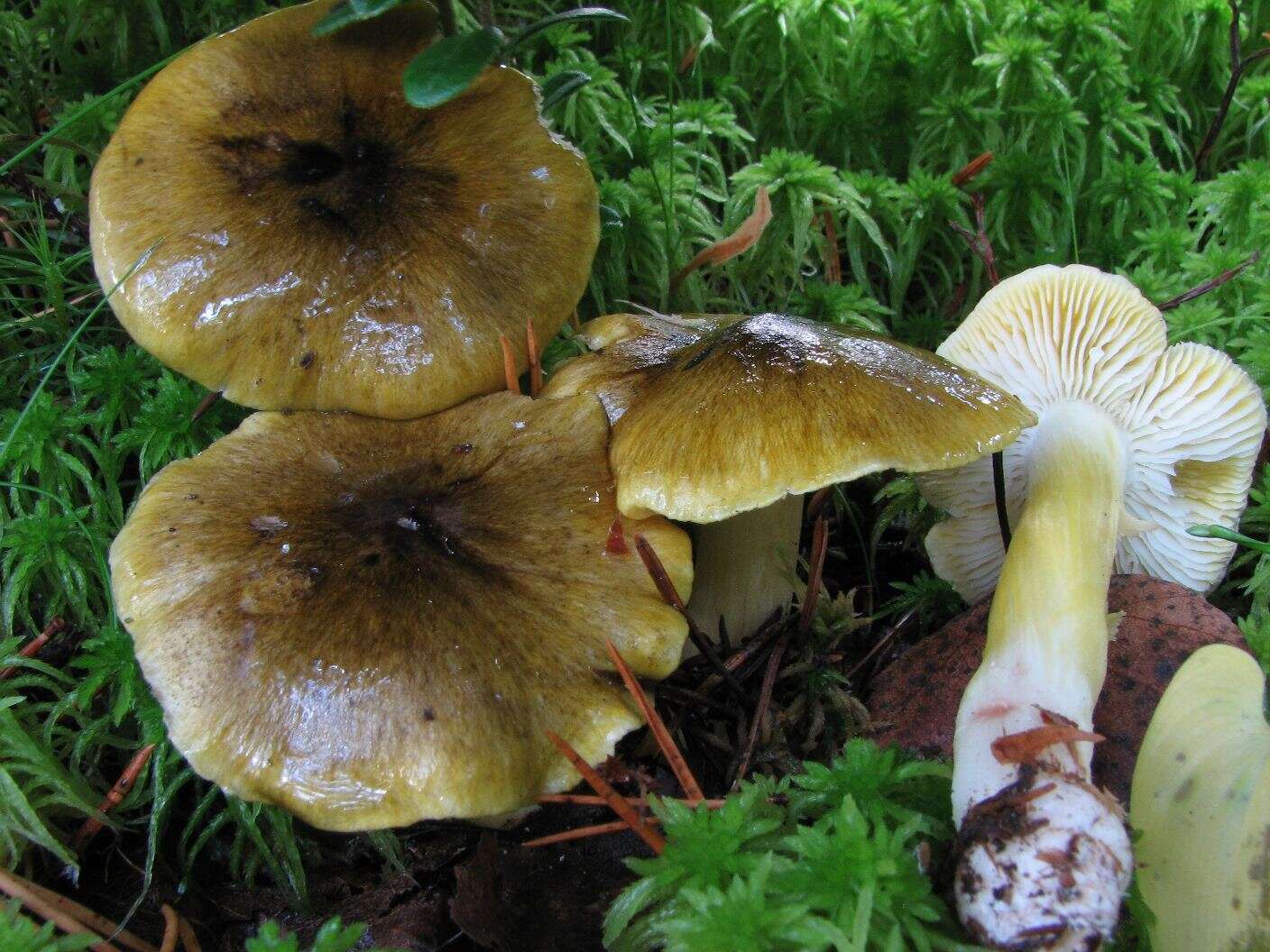 Tricholoma viridilutescens M. M. Moser 1978 resmi