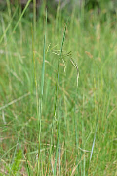 Imagem de Bromus anomalus Rupr. ex E. Fourn.