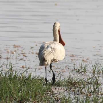 Plancia ëd Platalea leucorodia Linnaeus 1758