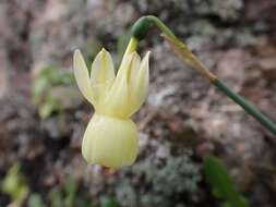 Image of Narcissus cernuus