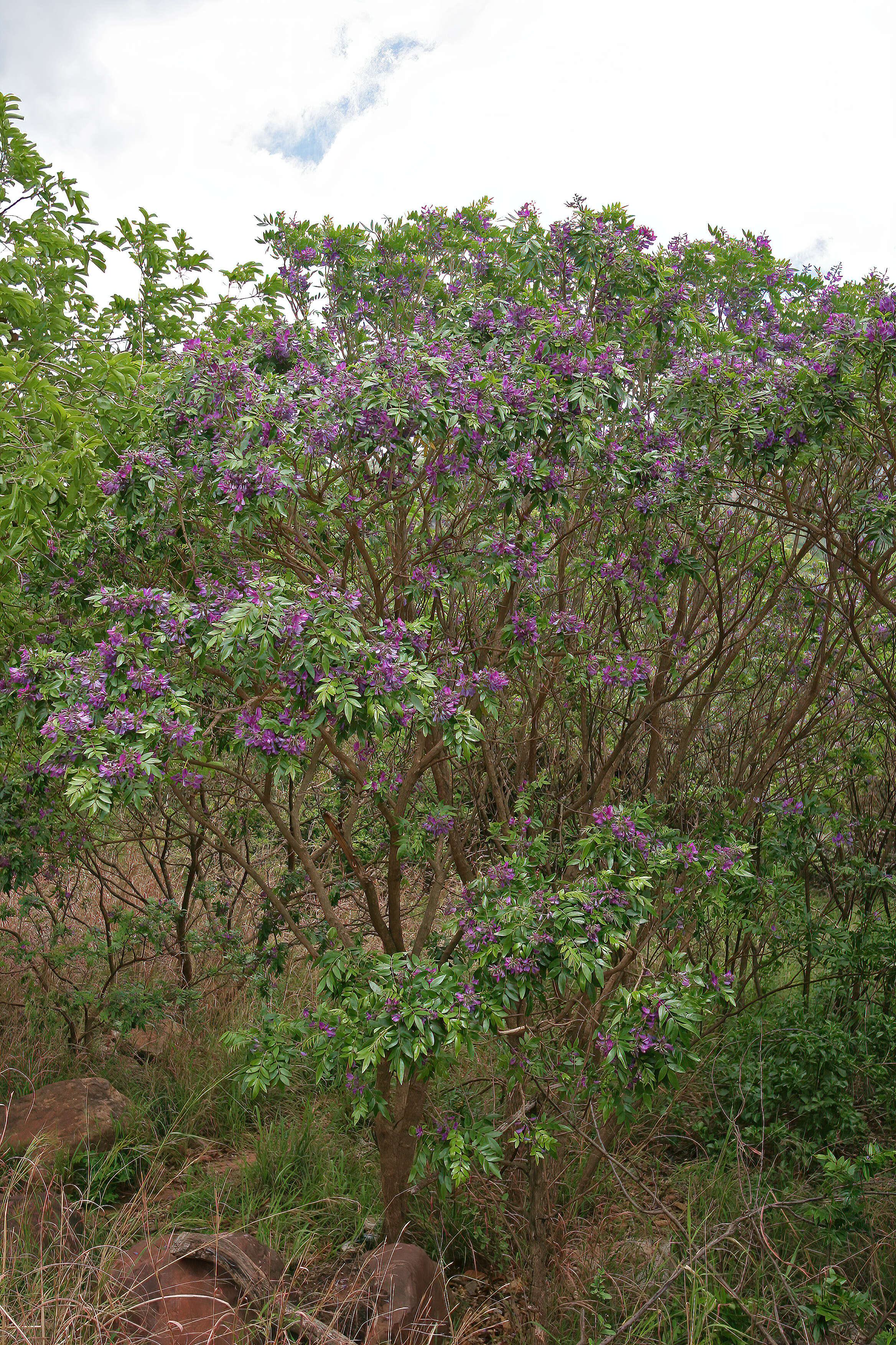 Image of Cork bush