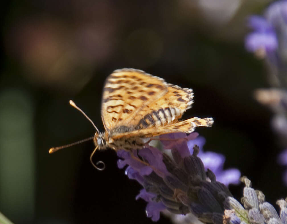 Image of Red-Band Fritillary