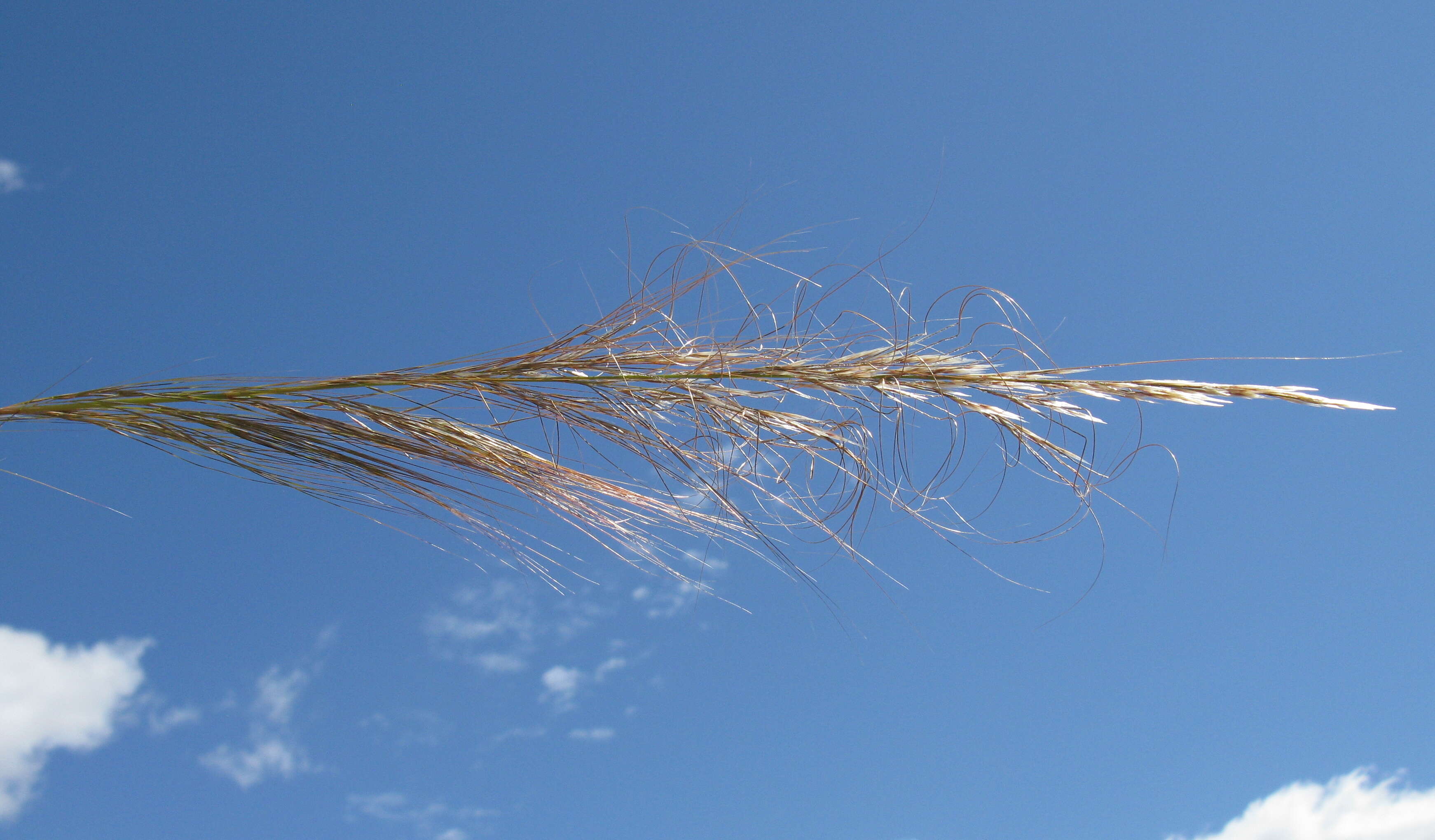 Image of Austrostipa nodosa (S. T. Blake) S. W. L. Jacobs & J. Everett