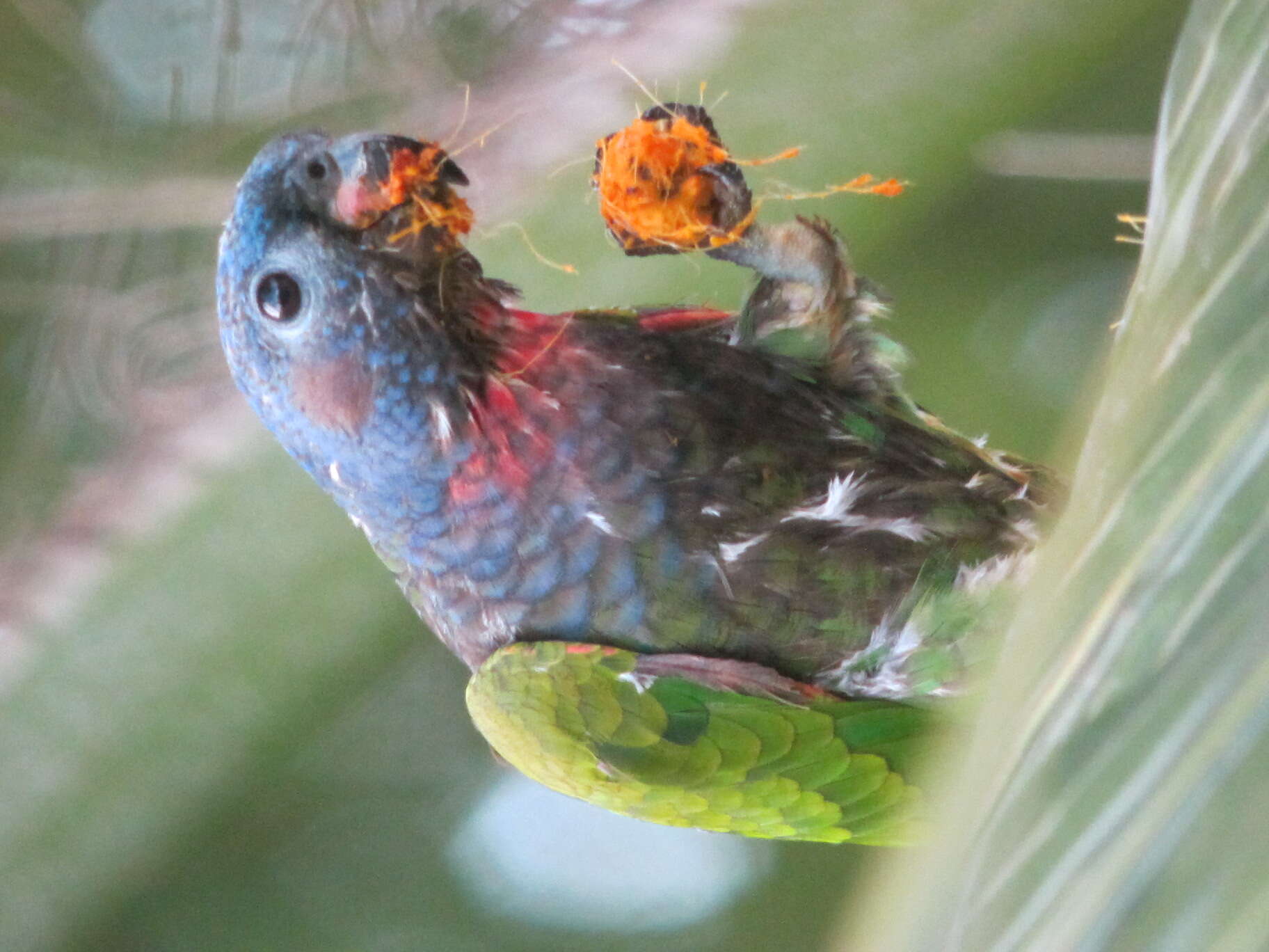 Image of Blue-headed Parrot