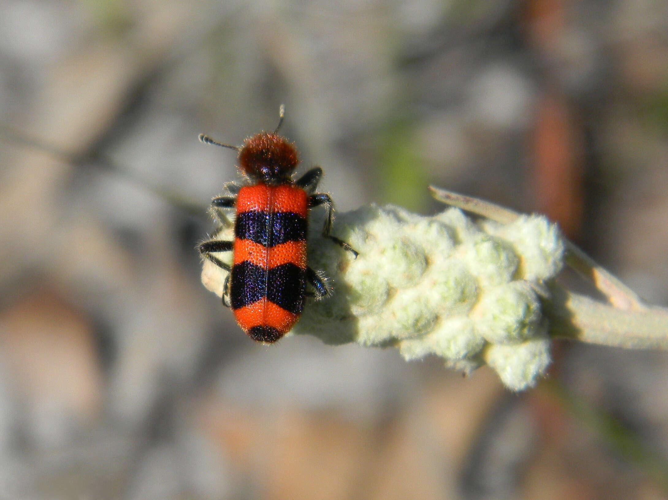 Image of Trichodes apivorus Germar 1824