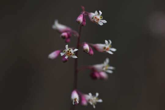 Image of Laguna Mountain alumroot