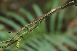 Image of Dendrelaphis caudolineolatus (Günther 1869)