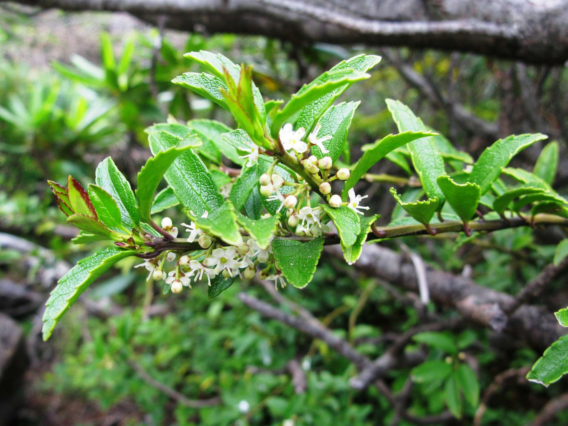 Image of Ilex rugosa F. Schmidt