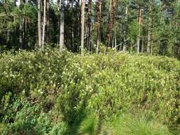 Imagem de Rhododendron tomentosum (Stokes) Harmaja