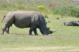 Image of Grass Rhinoceros