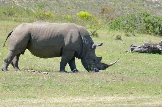 Image of Grass Rhinoceros