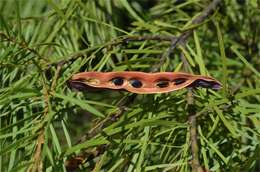 Image of Acacia macnuttiana Maiden & Blakely